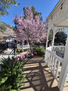 Sunlit garden walkway beside a white gazebo with blooming cherry blossom trees and landscaped greenery.