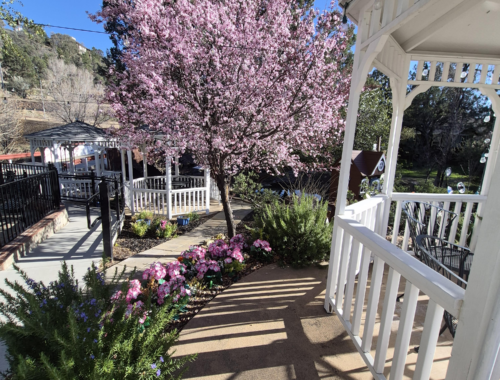 Sunlit garden walkway beside a white gazebo with blooming cherry blossom trees and landscaped greenery.