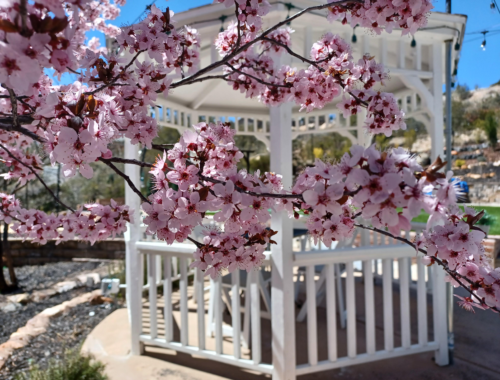 Cherry blossom branches in bloom framing a white wooden gazebo on a sunny day.
