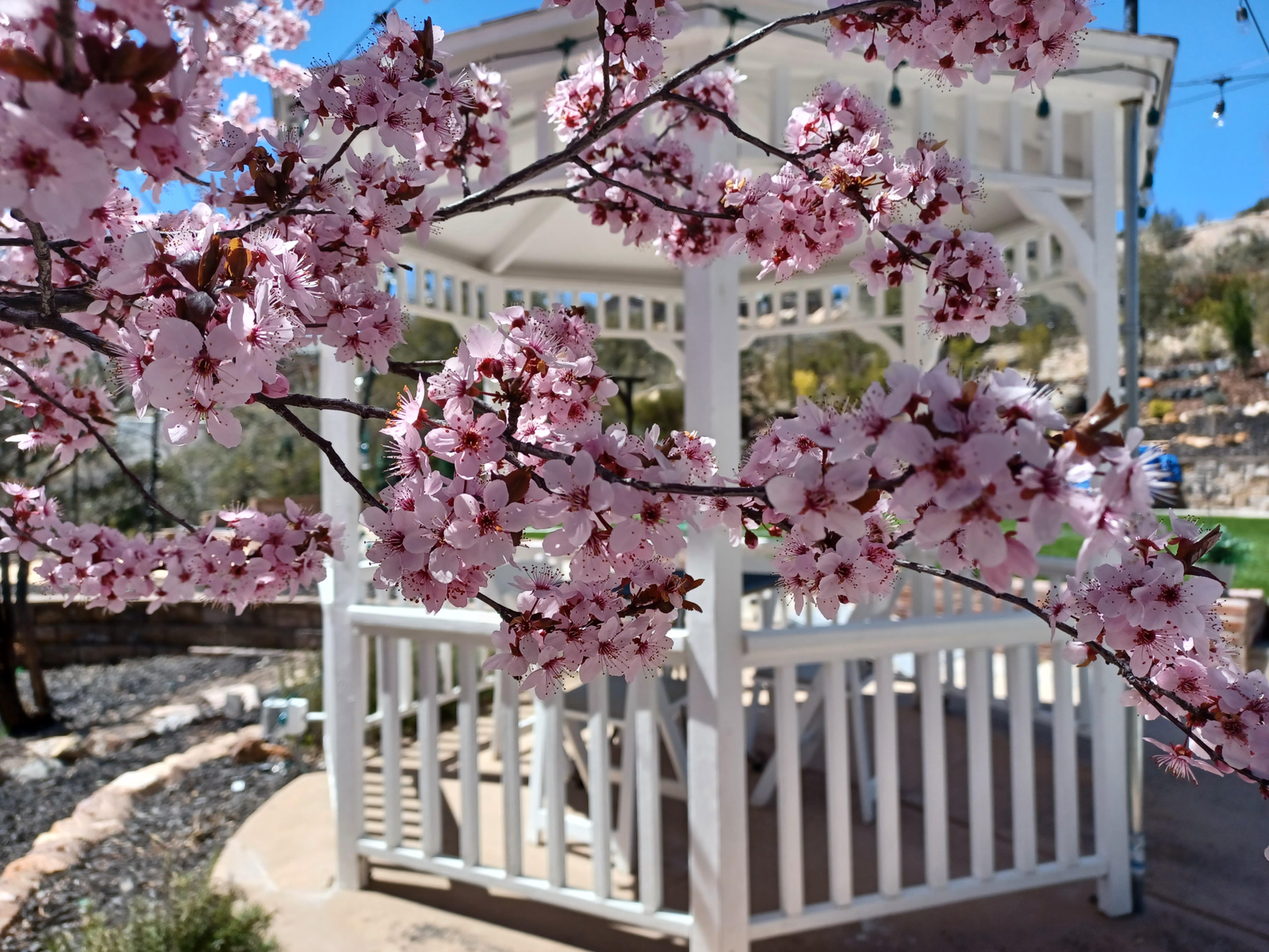 Cherry blossom branches in bloom framing a white wooden gazebo on a sunny day.